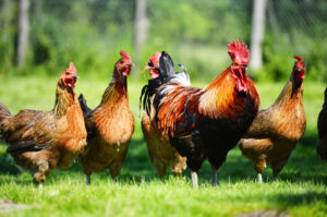 Chickens that need a coop