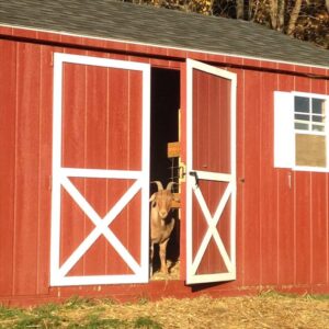 Phin the Goat enjoying the comfort and shelter of an Amish Barn Company-built structure